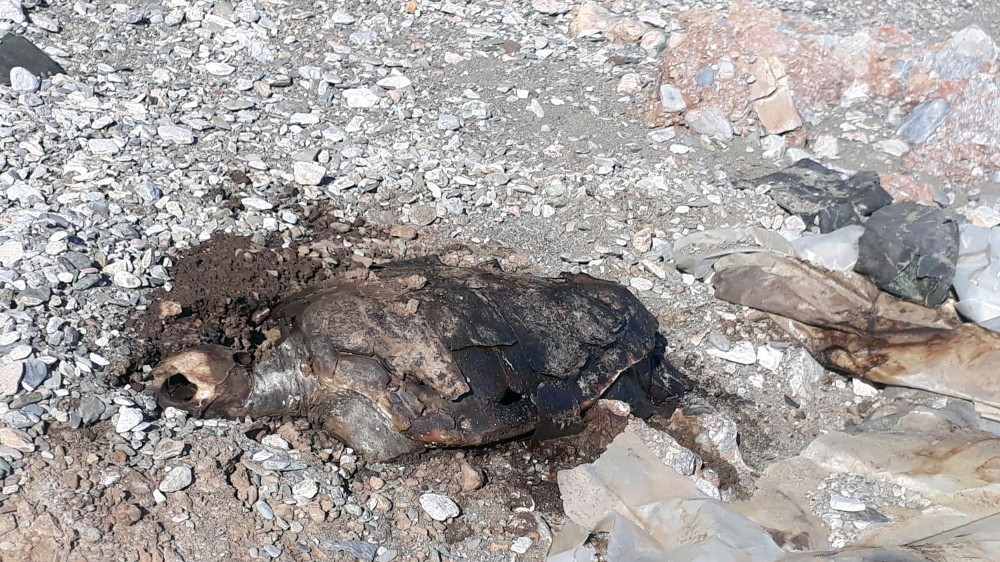 Gökova sahilinde ölü Caretta bulundu 