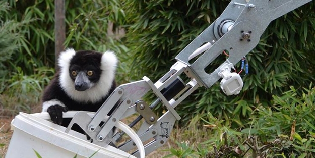 GÖKTÜRKLER'in robotu lemur besledi