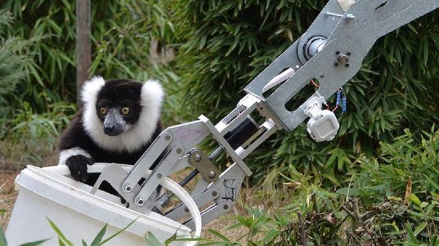 GÖKTÜRK'lerin robotu lemurları besledi
