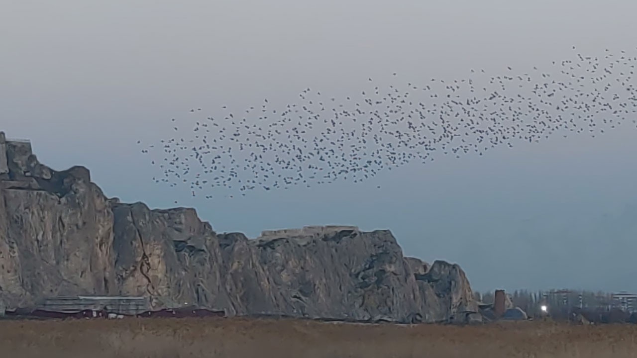 Gökyüzünde büyüleyen dans! Yüzlerce sığırcık gökyüzünü kapladı
