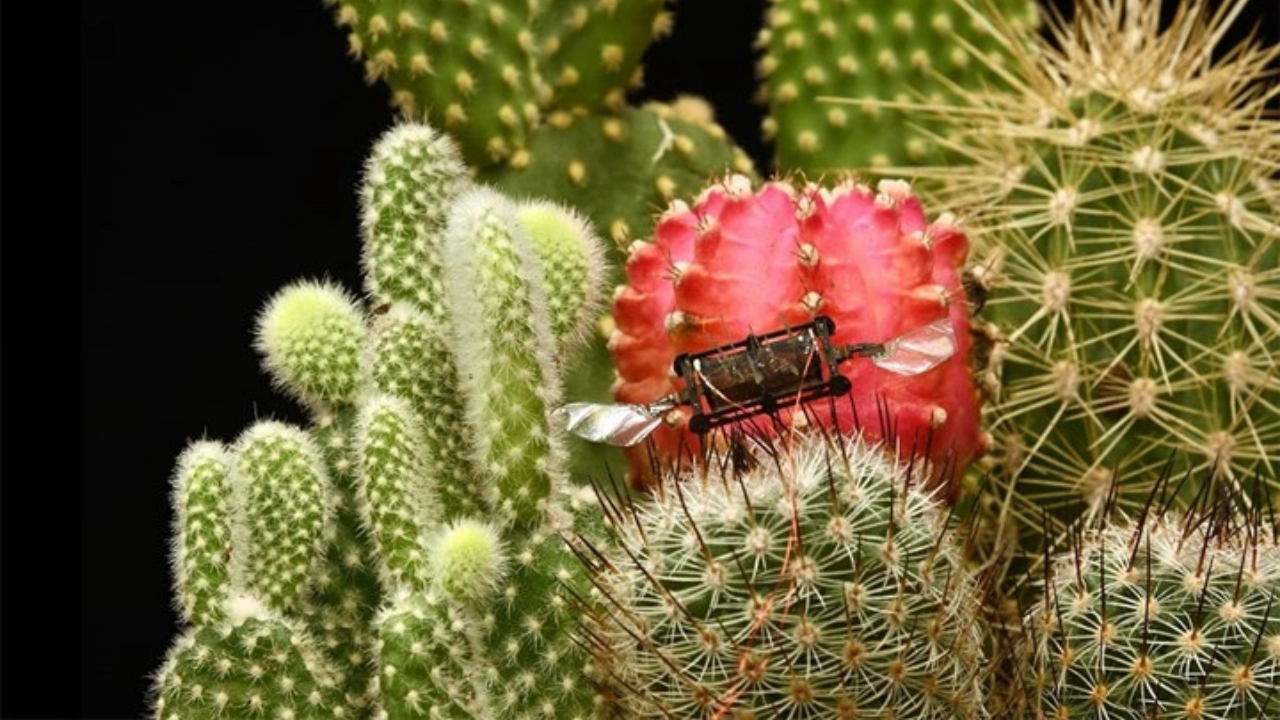 Gökyüzünde devrim: MIT’nin robot arıları 1000 saniye uçabiliyor!