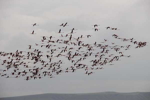 Gökyüzünde görsel şölen! Flamingolar böyle görüntülendi