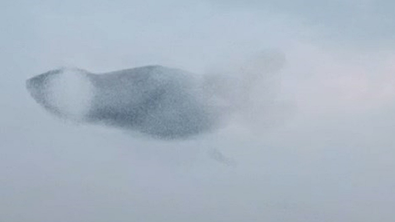 Gökyüzünde sığırcık şöleni!