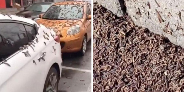 Gökyüzünden insanların üzerine yağmur gibi solucan yağdı!