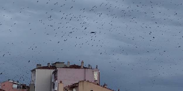 Gökyüzünü bir anda istila ettiler! Gören ne olduğunu anlayamadı