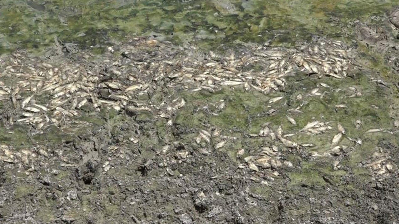 Göl kurudu, balıklar telef oldu