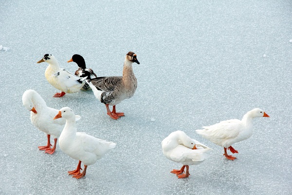 Göl yüzeyi buz tuttu ortaya bu görüntüler çıktı