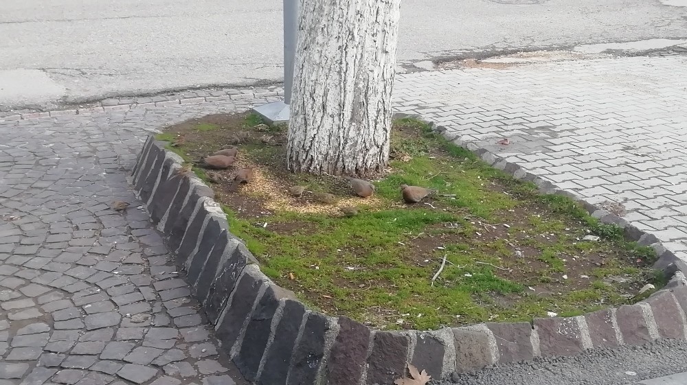 Gölbaşı esnafı kuşları yemliyor 