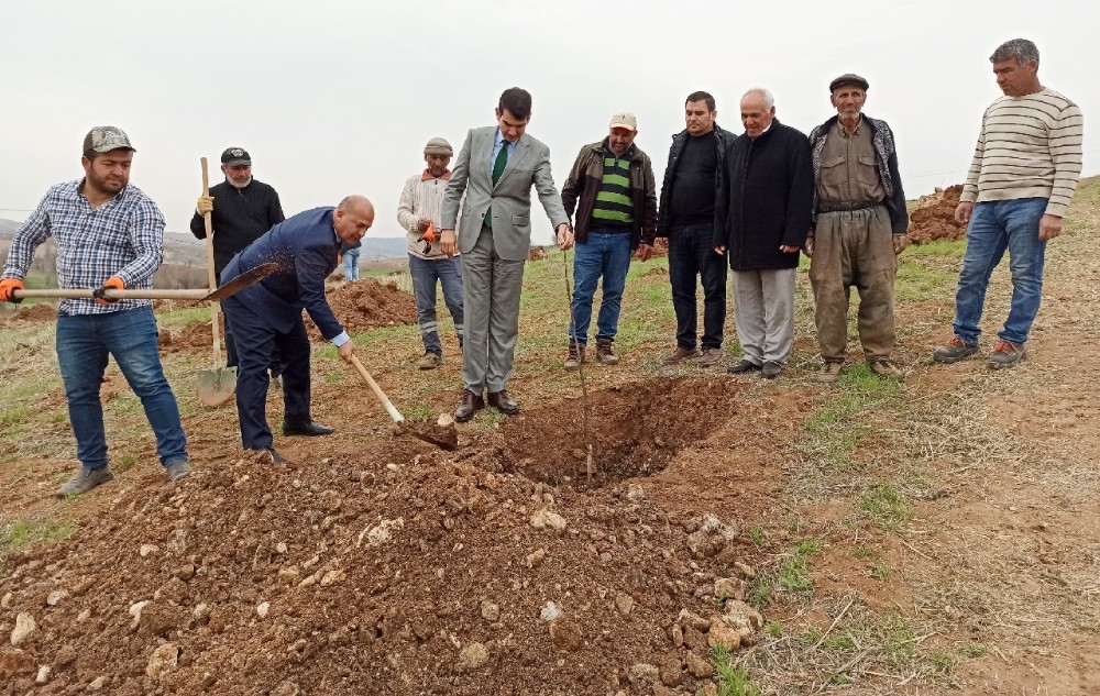 Gölbaşı ilçesinde ceviz projesi 