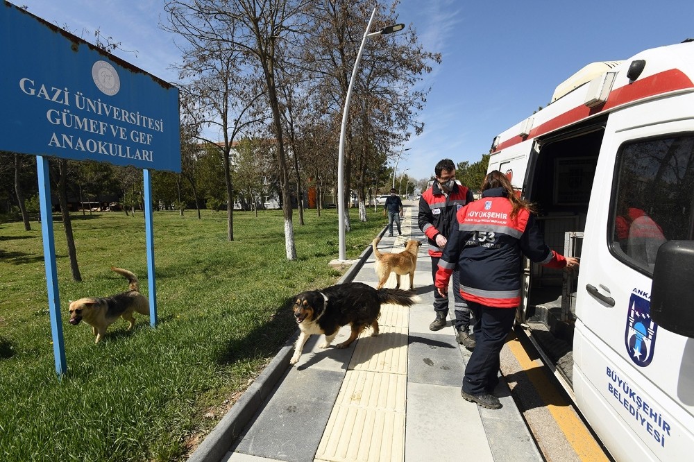 Gölbaşı’da karantina bölgesinden alınan sokak hayvanları yuvalarına kavuştu 