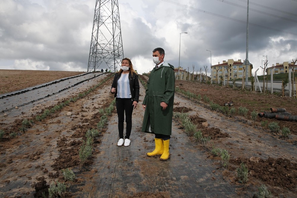 Gölbaşı’nı lavanta kokuları saracak 
