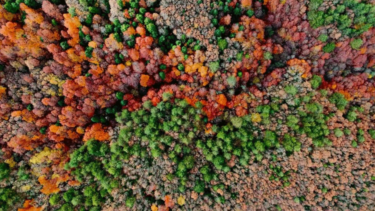 Gölcük sonbaharda mest etti