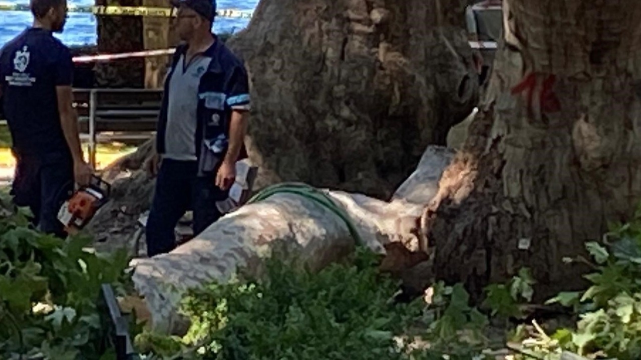 Gölcük’te Çınar Ağacının Dalı Altında Kalan 1 Kişi Hayatını Kaybetti