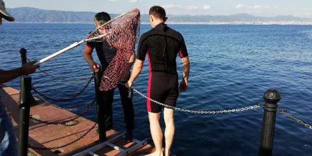 Gölcük'te denize düşen kedi, itfaiye tarafından kurtarıldı