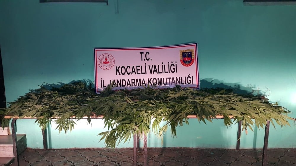 Gölcük’te ormanlık alanda 72 kök kenevir yakalandı 