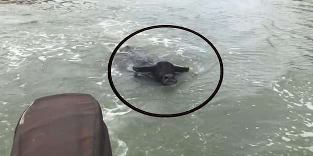 Gölde balık tutan balıkçılara bufalo saldırdı!