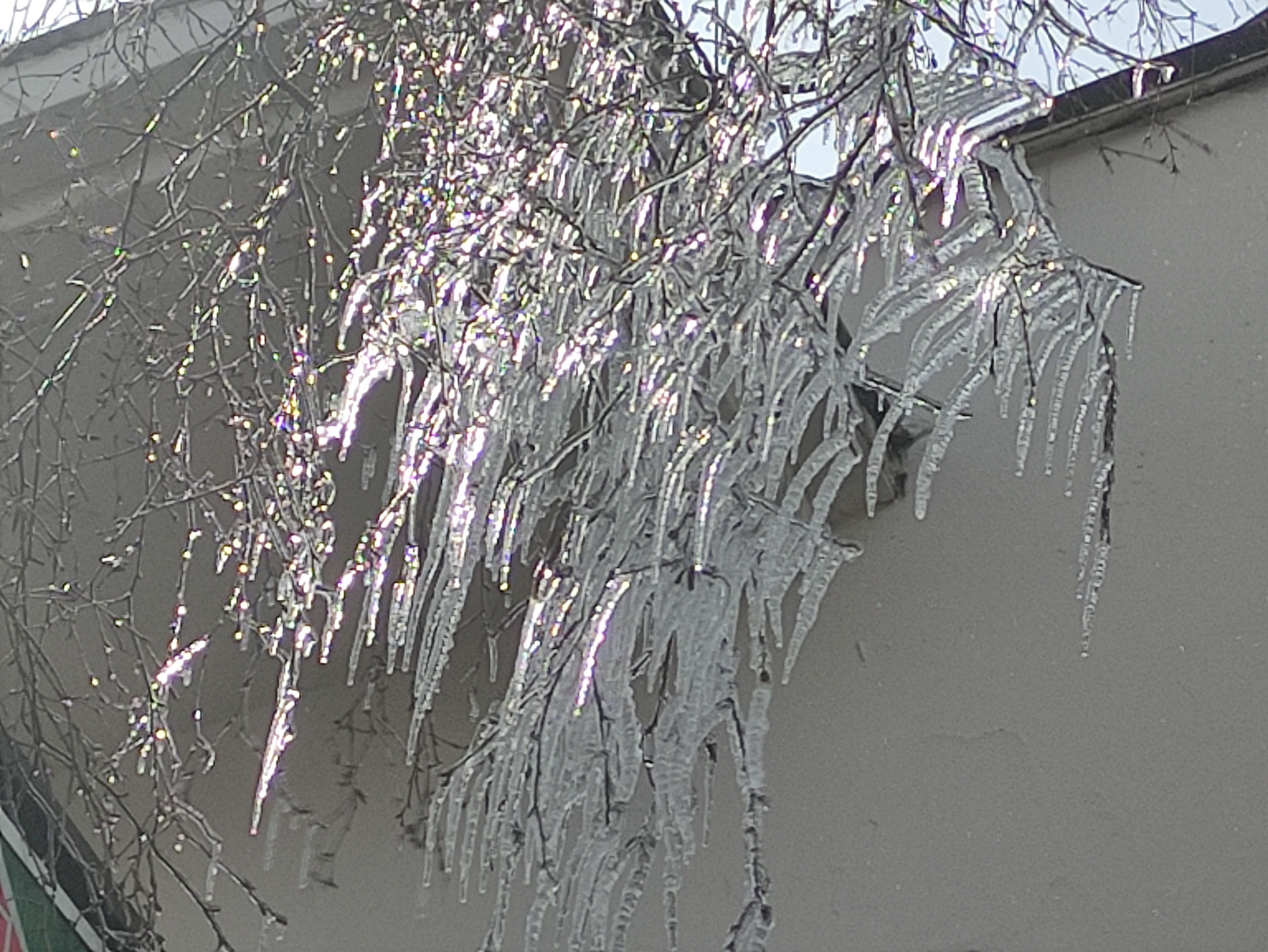 Göle'de dondurucu soğuklar ağaçları dondurdu! Kristalize olan dallar kışın ortasında görsel şölen sundu