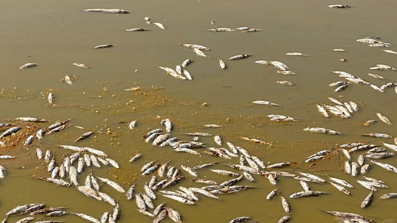 Gölet kurudu, balıklar telef oldu!