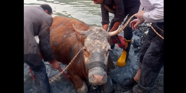 Gölete düşen ineği böyle kurtardılar