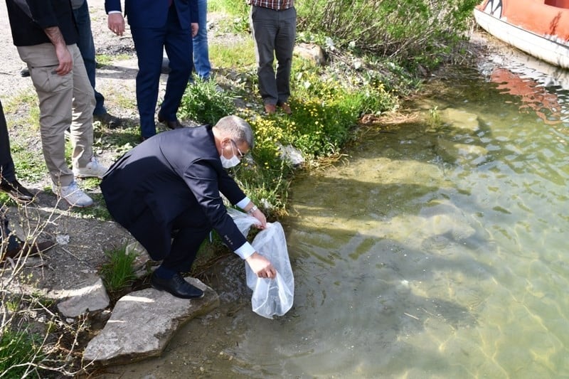 Göletlere 30 bin sazan bırakıldı 