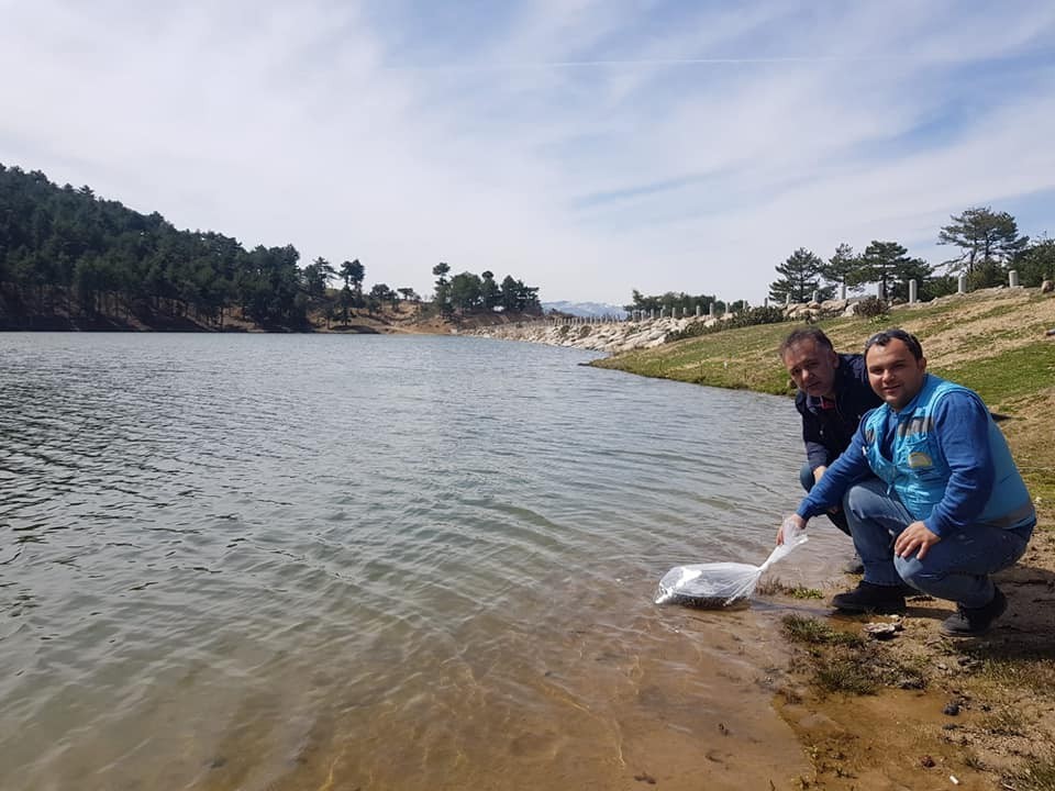 Göletlere 65 bin adet sazan balığı yavrusu bırakıldı 