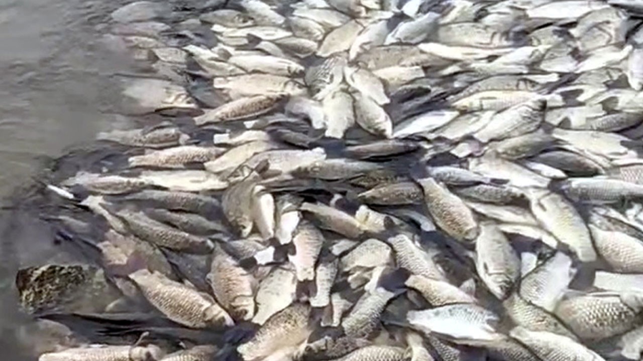 Gölette korkutan manzara! Balıklar tek tek ölüyor