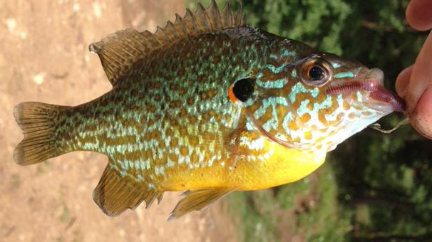 Gölette yakalanan balık şaşırttı