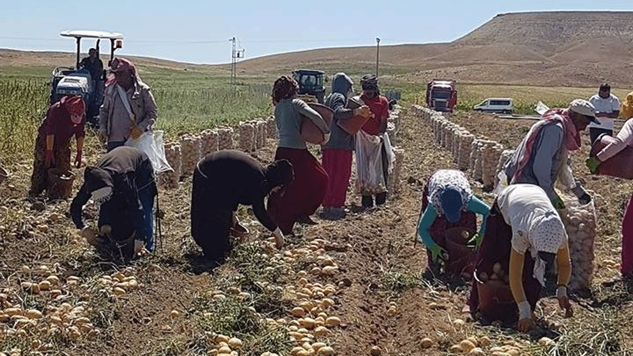 Gölge Bile Yok! 40 Derecede Mevsimlik İşçilerin İnsanüstü Mücadelesi
