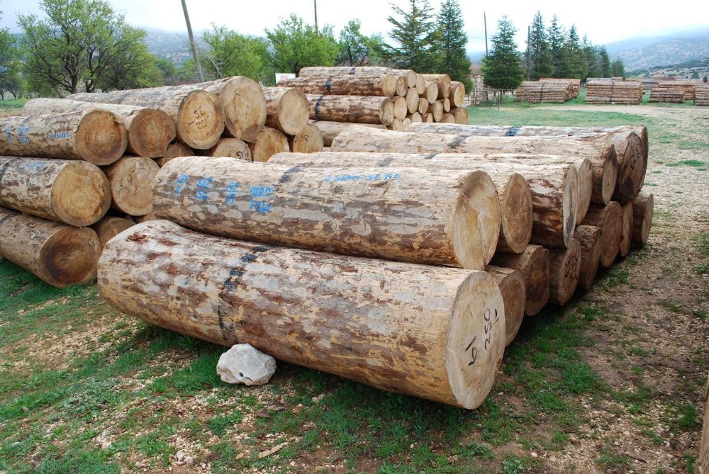 Gölyaka’da bin 556 metreküp orman emvali satıldı 