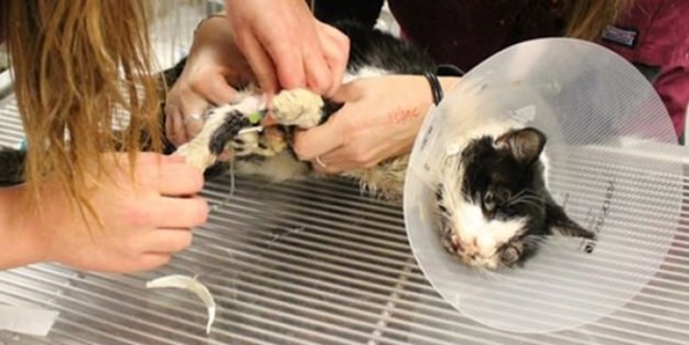 Gömüldükten 5 gün sonra geri döndü