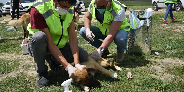 Gönüllüler can dostlar için yasağı deldi