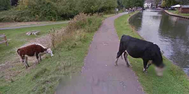 Google, ineğin yüzünü bulanıklaştırdı