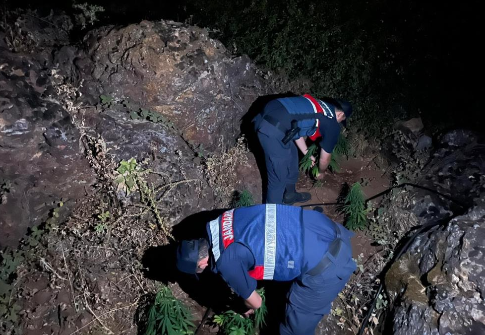 Gördes'te 167 kök Hint keneviri ele geçirildi