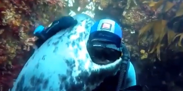 Gördüğü dalgıca sarıldı