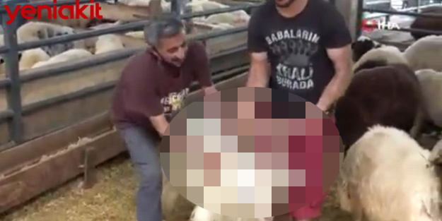 Gören bir daha bakıyor! 4 boynuzlu koç ilgi odağı oldu