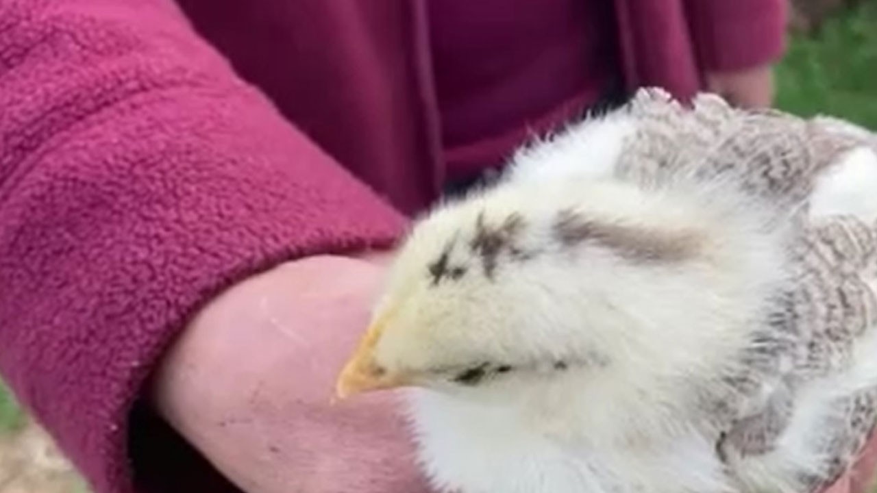 Gören dönüp bir daha bakıyor! Civcivin kafasındaki desen görenleri hayrete düşürdü