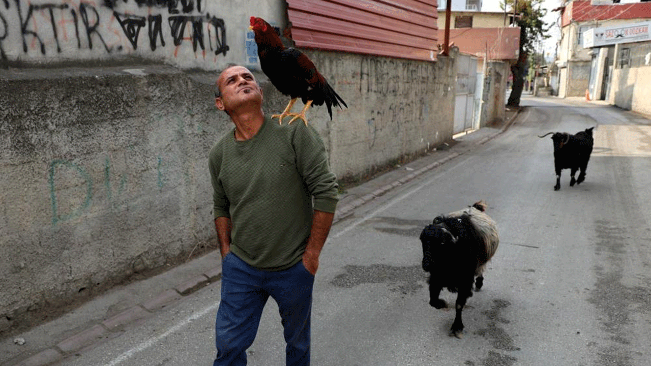 Gören herkesi hayrete düşüren ‘bir garip dostluk'