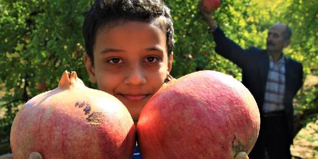 Gören şaşırıyor, bu narların tanesi 1,5 kilo