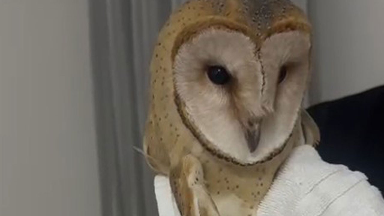 Gören şaşkına döndü! Balkona giren peçeli baykuşun o anları kamerada