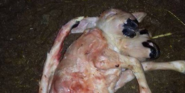 Gören şok oldu! 2 dakika yaşayabildi