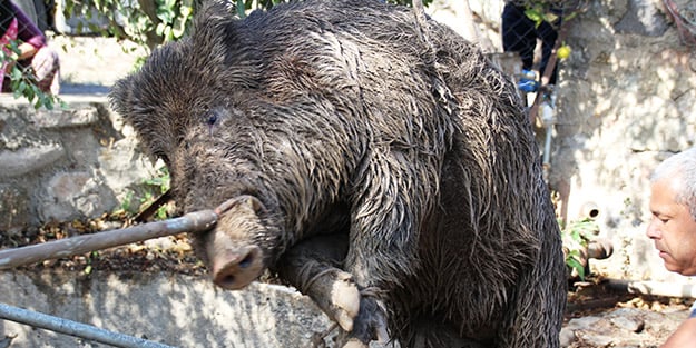 Gören vatandaş şoke oldu! 100 kilogramlık domuza 6 saatlik operasyon