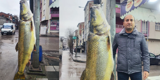 Göreni şoke eden dev balık! 28 yaşında 2 metre!