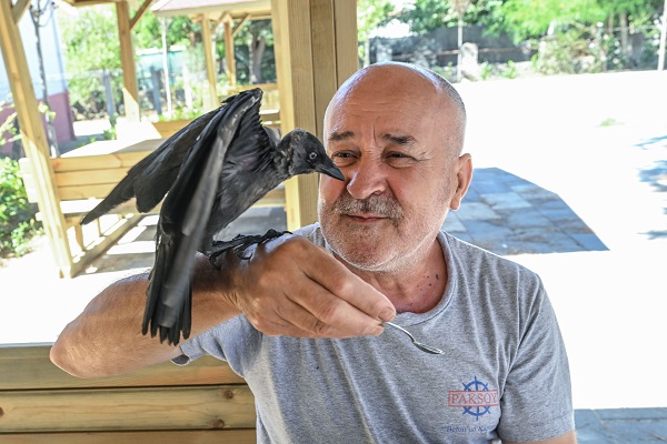 Görenle şaşırıyor! Bakın kargayı nasıl besledi