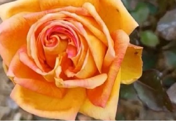 Görenler dönüp bir daha bakıyor! Ocak ayında güller açtı