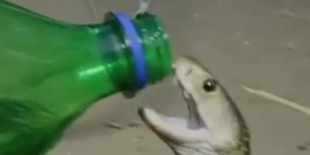 Kobra yılanını görenler gözlerine inanamadı! Ağızları açık bırakan anlar