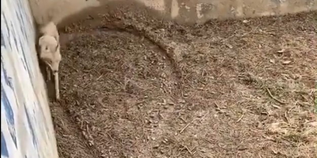 Görenler gözlerine inanamadı! Esaret altındaki kurt bakın ne yaptı