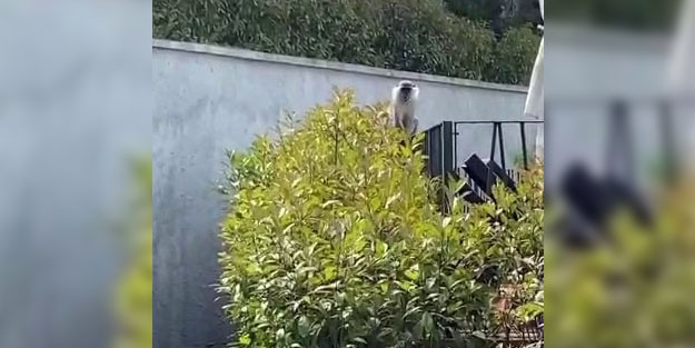 Görenler gözlerine inanamadı! İstanbul'da maymun kovalamacası