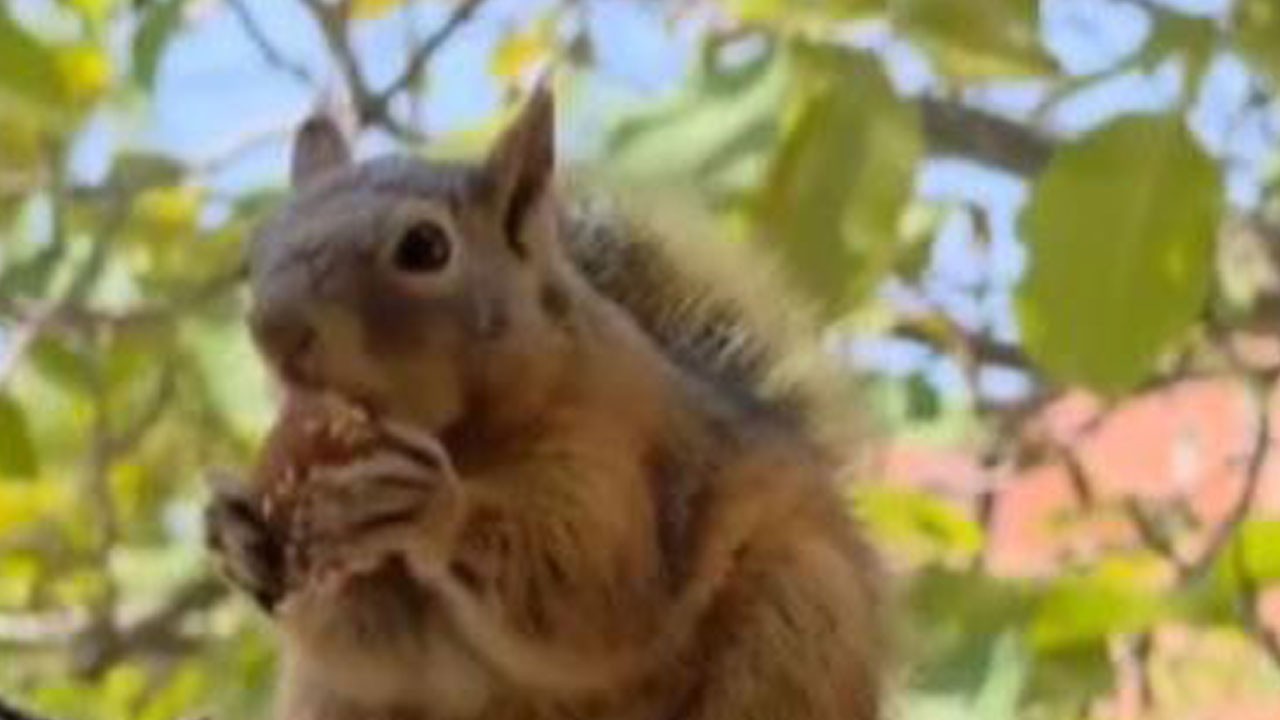 Görenler gözlerine inanamadı! Yaramaz sincap bayramı böyle yaşadı