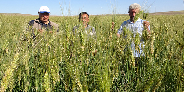 Görenler gözlerine inanamıyor! İnsan boyunu geçti: 1 tonu geçkin verim bekleniyor!
