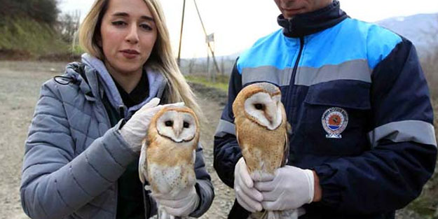 Görenler hayran oldu! Yeterince büyüyünce doğaya saldılar